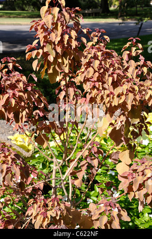 Karibische Kupferhütte - Euphorbia cotinifolia Stockfoto