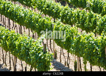 Weinberge Stockfoto