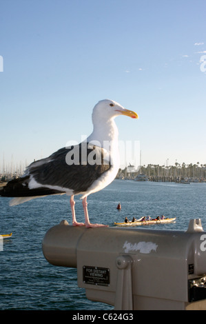 Eine Möwe blickt über Santa Barbara und dem Pazifischen Ozean von Stearns Wharf Stockfoto