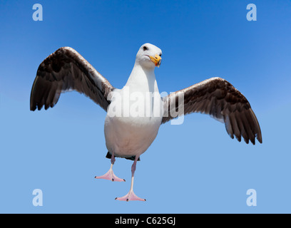 Wild wütend Möwe auf blauem Hintergrund isoliert Stockfoto