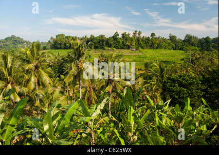 Bananenstauden, Palmen und Paddy Reisterrassen auf Bali, Indonesien Stockfoto