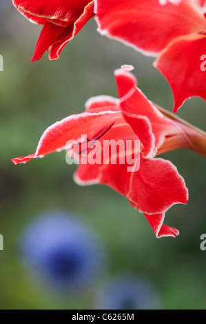 Gladiole "Atom". Gladiolen Blume. Schwertlilie "Atom". Gladiolen Primulinus "Atom" Stockfoto