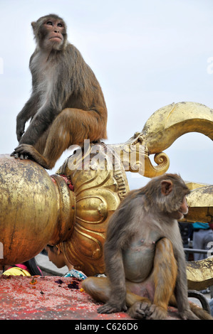 Affen auf der Buddha-Symbol im Swayambhunath Stupa in Kathmandu Stockfoto