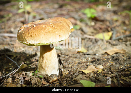 Große Steinpilze im Wald in der Dämmerung Stockfoto