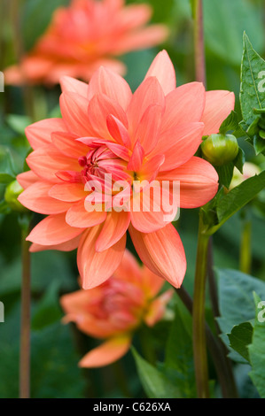 DAHLIA SHEPS SPEICHER Stockfoto