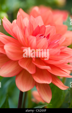 DAHLIA SHEPS SPEICHER Stockfoto