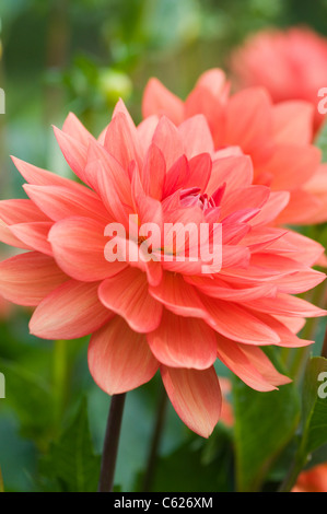 DAHLIA SHEPS SPEICHER Stockfoto