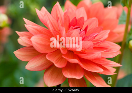 DAHLIA SHEPS SPEICHER Stockfoto