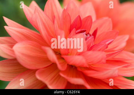 DAHLIA SHEPS SPEICHER Stockfoto