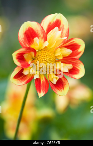 DAHLIE PUUH SWAN ISLAND Stockfoto