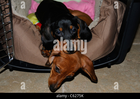 Zwei Miniatur-Dackel-Welpen machen Sie eine Pause. Stockfoto