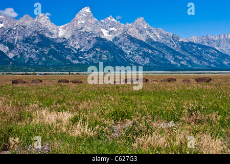 American Bison im Tal unterhalb der Grand Tetons Mountain Range im Grand Tetons National Park in Wyoming. Stockfoto