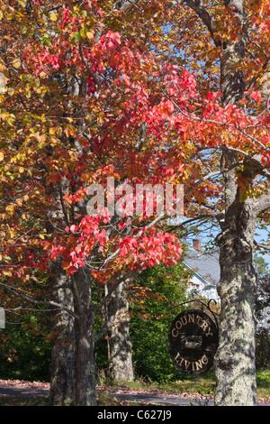 Herbstfarbe im Oktober auf Mount Desert Island, Maine. Stockfoto