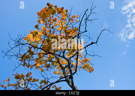 Herbstfarbe im Acadia National Park auf Mount Desert Island in Maine. Stockfoto