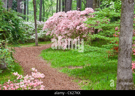 Azalee mit Blick auf Garten bei Callaway Gardens in Pine Mountain, Georgia. Stockfoto