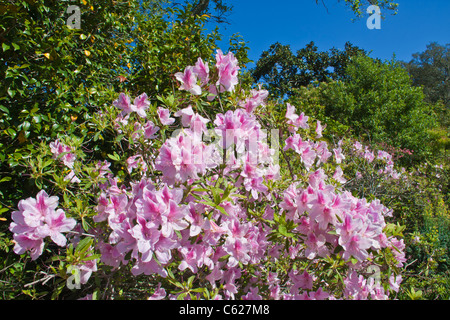 Azaleen blühen Bellingrath Gardens in der Nähe von Moblie, Alabama im zeitigen Frühjahr. Stockfoto