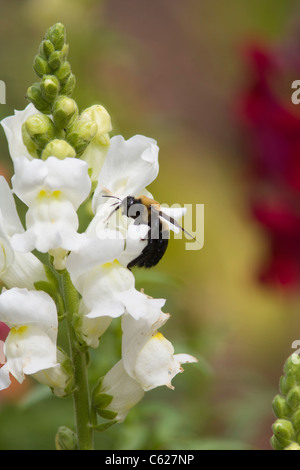 Biene auf Snapdragon Blume im Mercer Arboretum und Botanischen Gärten im Frühling, Texas. Stockfoto