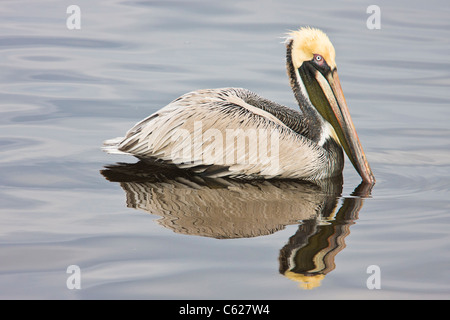 Brauner Pelikan, Pelecanus Occidentalis, im St. Andrew State Park in Florida. Stockfoto