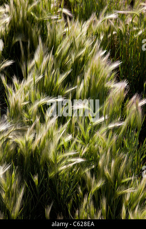 Hordeum Jubatum (Foxtail Gerste) ist eine Pflanzenart Stauden in der Familie der Gräser Poaceae; Crested Butte, Colorado, USA Stockfoto