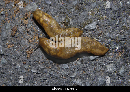 zwei gelbe Schnecken auf Bürgersteig Limax flavus Stockfoto