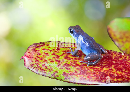 Blauer Pfeilgiftfrosch im Regenwald costarica und Panama Stockfoto