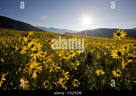 Panorama Sonnenaufgang Blick auf Aspen Sonnenblumen und die Elk Berge in der Nähe des East River, in der Nähe von Crested Butte, Colorado, USA Stockfoto