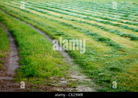 Heuernte im Feld Gras im Sommer Stockfoto