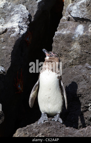 Juvenile Galápagos-Pinguin auf Isabella Island, Galapagos Stockfoto