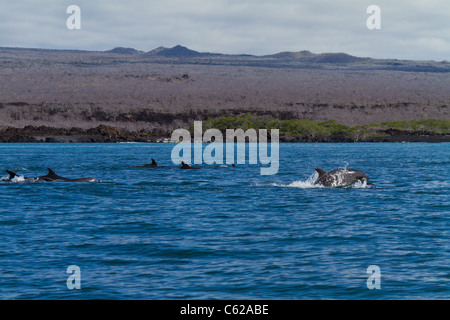 Pod Flasche – Nose Delfine in der Nähe von Elizabeth Bay, Isabella Island, Galapagos Stockfoto