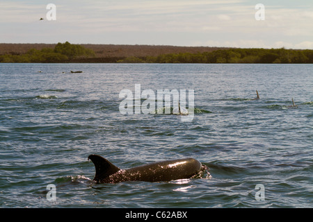 Pod Flasche – Nose Delfine in der Nähe von Elizabeth Bay, Isabella Island, Galapagos Stockfoto