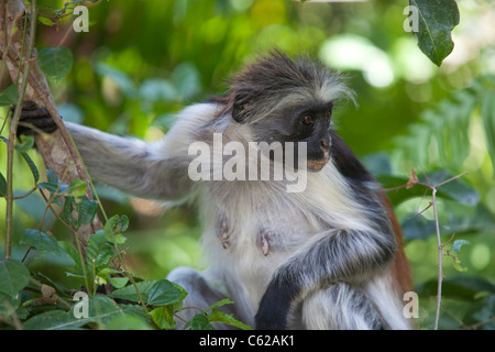 Einen roten Colobus Affen in Jozani Forest Sansibar. Stockfoto