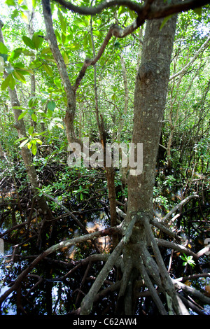 Mangroven im Jozani Forest in Sansibar Stockfoto