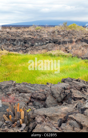 Schilf und Lava-Kaktus in Sierra Negra, Isabela Island, Galapagos Stockfoto