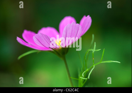 Cosmos Bipinnatus Blume Stockfoto