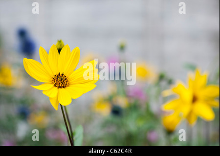 Helianthus Salicifolius. Willow-leaved Sonnenblume Stockfoto