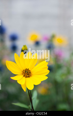 Helianthus Salicifolius. Willow-leaved Sonnenblume Stockfoto