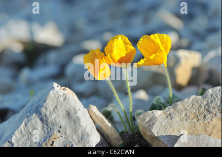 Mont Ventoux Mohn - gelb Alpine Mohn (Papaver Alpinum Ssp Rhaeticum) blühen im Sommer auf dem Gipfel des Mont Ventoux Stockfoto