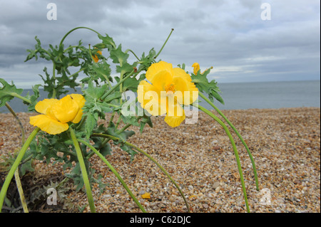 Gelbe gehörnten Mohn (Glaucium Flavum) wächst auf Kiesstrand in Slapton Sands, Devon, Uk Stockfoto
