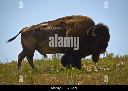 Pine Ridge Oglala Sioux Reservation South Dakota SD mit einzelnen Bison-Bildern Bilder Fotos Verkauf für auf alamy in USA US horizontal hochauflösend Stockfoto