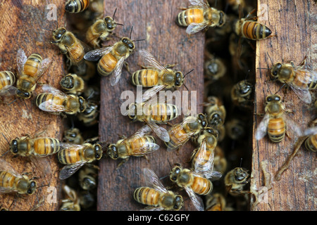 Honig-Bienen bei der Arbeit in ihren Bienenstock Stockfoto