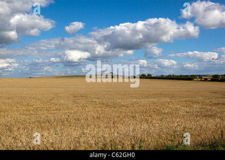 Frisch geschnitten Weizenfeld Stockfoto