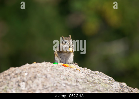 Eine Nahaufnahme von Chipmunk, der auf einem Felsen sitzt und Nüsse isst, verschwommener Hintergrund Hi-res Stockfoto