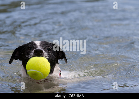 Jack Russell Terrier holen einen Tennisball Stockfoto