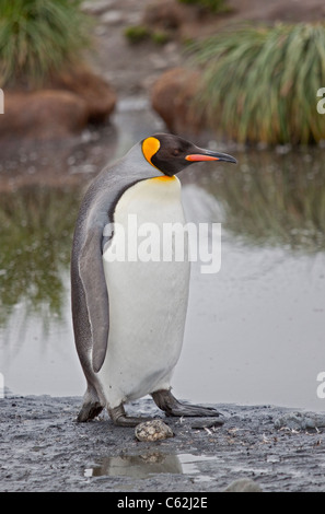 King Penguin (Aptenodytes Patagonicus), St. Andrews Bay, Süd-Georgien Stockfoto