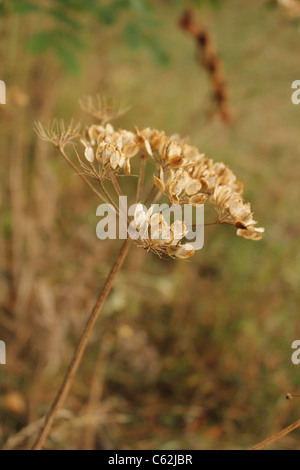 Getrocknete Petersilie Kuhkopf. Stockfoto