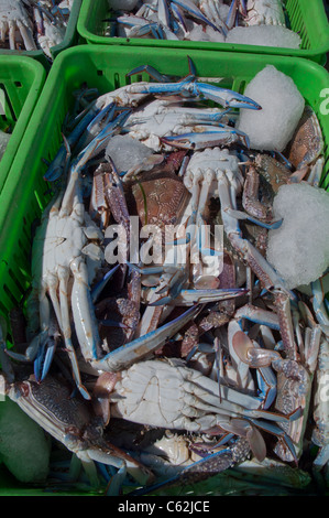 Körbe mit blauen Schwimmer Krabben Entladen von einem Fischerboot in Carnarvon Western Australia Stockfoto