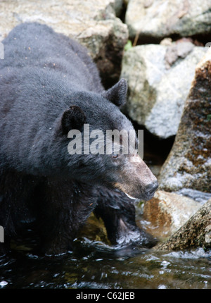 Schwarzer Bär in Anan Bär und Wildlife Sternwarte, Wrangell, Alaska Stockfoto