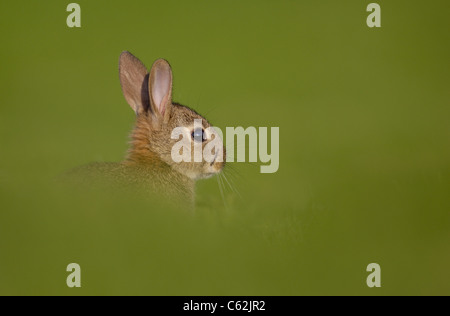Kaninchen Oryctolagus Cuniculus Profil eines jungen Hasen in einem Feld Norfolk, Großbritannien Stockfoto