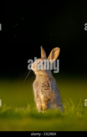 Kaninchen Oryctolagus Cuniculus Portrait einer jungen Kaninchen oder Kätzchen sitzen aufrecht mit Mücken fliegen über Norfolk, Großbritannien Stockfoto