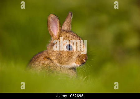 Kaninchen Oryctolagus Cuniculus In den letzten Strahlen der Abendlicht ein jungen Kaninchen sitzt Warnung in der Nähe seiner Warren Norfolk, Großbritannien Stockfoto